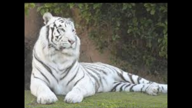 https://salarnews.in/public/uploads/images/newsimages/maannewsimage08062025_171058_white tigress.png
